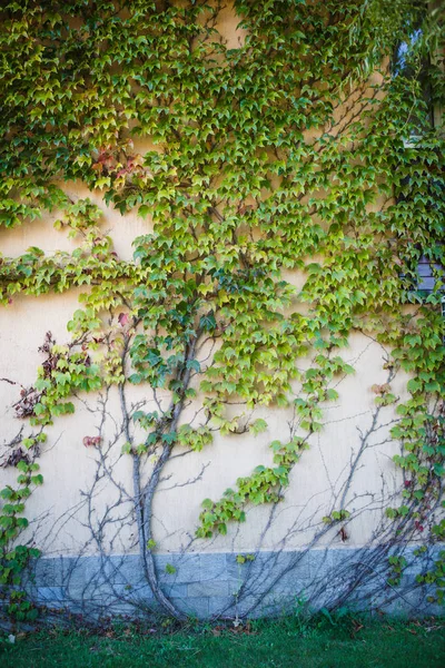 Texture Vine Light Stone Wall Wild Grapes Grow Wall House — Stock Photo, Image