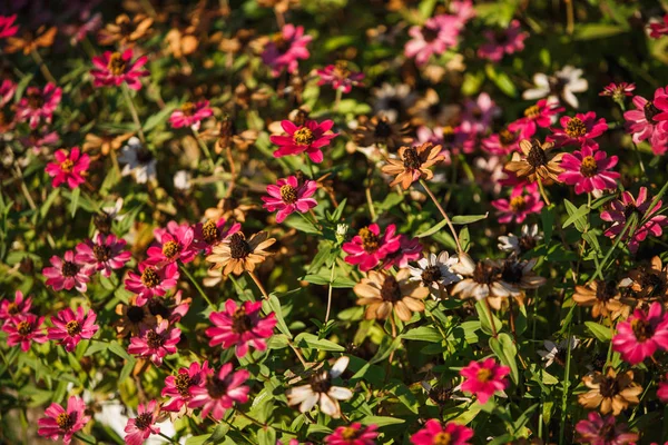 Textura Pequeñas Flores Sobre Fondo Verde Brillantes Flores Multicolores Iluminadas —  Fotos de Stock