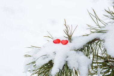 Karda bir çam dalında iki kırmızı cam kalp. Sevgililer Günü arkaplanında kar dokusu ve kalpleri olan aşkın sembolleri.