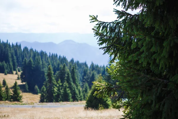 Dirt Trail Roots Wild Forest Rhodope Mountains Bulgaria Brown Mountain — 스톡 사진