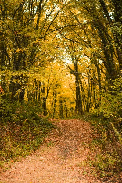 Camino Dorado Otoño Través Del Bosque Hojas Amarillas Caídas Camino —  Fotos de Stock