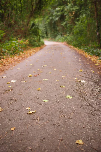 Golden Autumn Road Forest Yellow Fallen Leaves Rocky Road Trees — Stock Photo, Image