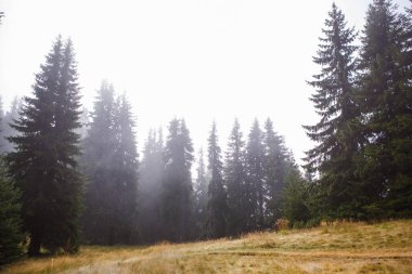 A dirt trail with roots in a wild forest in the Rhodope mountains in Bulgaria. Brown mountain trail through spruce forest