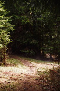 A dirt trail with roots in a wild forest in the Rhodope mountains in Bulgaria. Brown mountain trail through spruce forest