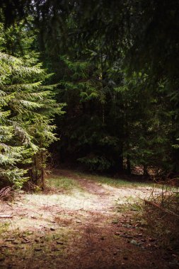 A dirt trail with roots in a wild forest in the Rhodope mountains in Bulgaria. Brown mountain trail through spruce forest