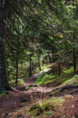 A dirt trail with roots in a wild forest in the Rhodope mountains in Bulgaria. Brown mountain trail through spruce forest