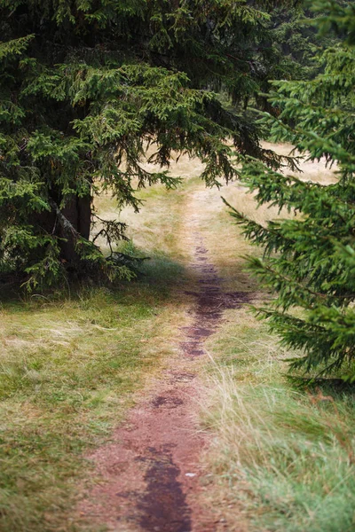 Uma Trilha Terra Com Raízes Uma Floresta Selvagem Nas Montanhas — Fotografia de Stock