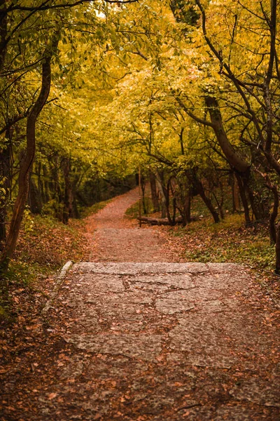 Golden Autumn Road Forest Yellow Fallen Leaves Rocky Road Trees — Stock Photo, Image