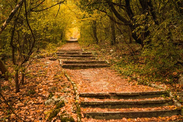 Golden Autumn Road Forest Yellow Fallen Leaves Rocky Road Trees — Stock Photo, Image