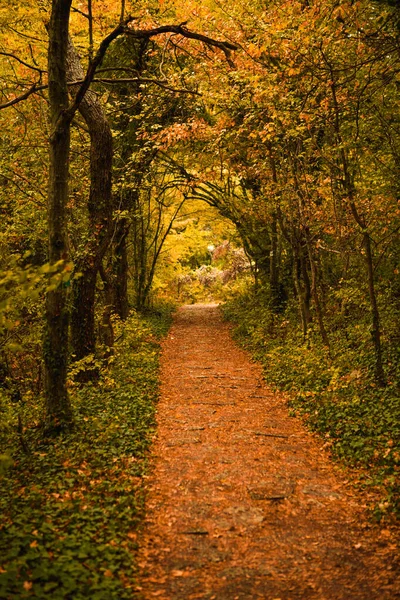 Golden Autumn Road Forest Yellow Fallen Leaves Rocky Road Trees — Stock Photo, Image