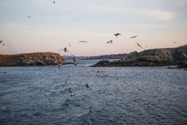 Denizde gün batımı, martılar dalgaların ve taş adanın dış hatlarının üzerinde uçar. Batan güneşin turuncu ışığı denizin üstündeki martıları ve Karadeniz 'in karanlık suyunu aydınlatır.