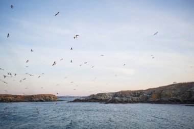 Denizde gün batımı, martılar dalgaların ve taş adanın dış hatlarının üzerinde uçar. Batan güneşin turuncu ışığı denizin üstündeki martıları ve Karadeniz 'in karanlık suyunu aydınlatır.