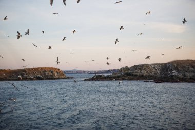 Denizde gün batımı, martılar dalgaların ve taş adanın dış hatlarının üzerinde uçar. Batan güneşin turuncu ışığı denizin üstündeki martıları ve Karadeniz 'in karanlık suyunu aydınlatır.