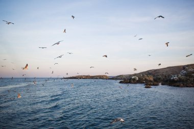 Denizde gün batımı, martılar dalgaların ve taş adanın dış hatlarının üzerinde uçar. Batan güneşin turuncu ışığı denizin üstündeki martıları ve Karadeniz 'in karanlık suyunu aydınlatır.