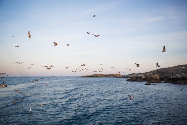 Denizde gün batımı, martılar dalgaların ve taş adanın dış hatlarının üzerinde uçar. Batan güneşin turuncu ışığı denizin üstündeki martıları ve Karadeniz 'in karanlık suyunu aydınlatır.