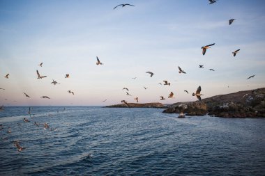 Denizde gün batımı, martılar dalgaların ve taş adanın dış hatlarının üzerinde uçar. Batan güneşin turuncu ışığı denizin üstündeki martıları ve Karadeniz 'in karanlık suyunu aydınlatır.