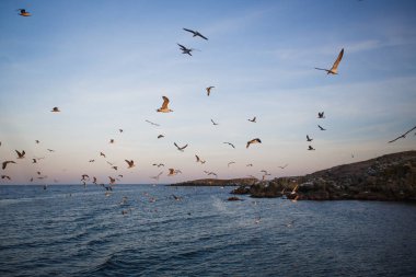 Denizde gün batımı, martılar dalgaların ve taş adanın dış hatlarının üzerinde uçar. Batan güneşin turuncu ışığı denizin üstündeki martıları ve Karadeniz 'in karanlık suyunu aydınlatır.