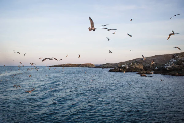 Denizde gün batımı, martılar dalgaların ve taş adanın dış hatlarının üzerinde uçar. Batan güneşin turuncu ışığı denizin üstündeki martıları ve Karadeniz 'in karanlık suyunu aydınlatır.