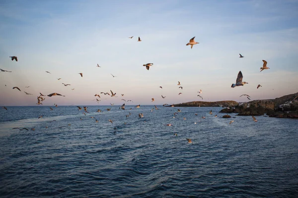 Denizde gün batımı, martılar dalgaların ve taş adanın dış hatlarının üzerinde uçar. Batan güneşin turuncu ışığı denizin üstündeki martıları ve Karadeniz 'in karanlık suyunu aydınlatır.