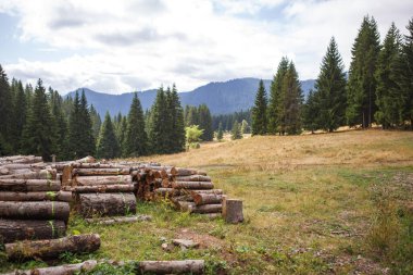 Bulgaristan 'daki yüksek köknar ağaçlarının tepeleriyle dağların manzarası. Rhodopes tepelerinin yamaçlarında vahşi ladin ormanı