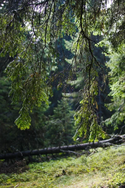 Espesuras Bosque Árboles Coníferas Piedras Troncos Caídos Ruta Senderismo Ecoturismo —  Fotos de Stock