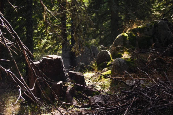 Sentiero Roccioso Montagna Attraverso Foresta Nebbia Muschio Sulle Rocce Nella — Foto Stock