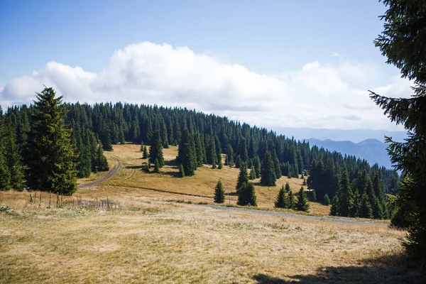 Vista Las Montañas Bulgaria Con Las Copas Los Abetos Altos —  Fotos de Stock