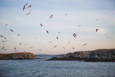 Denizde gün batımı, martılar dalgaların ve taş adanın dış hatlarının üzerinde uçar. Batan güneşin turuncu ışığı denizin üstündeki martıları ve Karadeniz 'in karanlık suyunu aydınlatır.