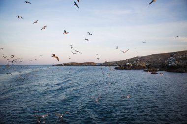 Denizde gün batımı, martılar dalgaların ve taş adanın dış hatlarının üzerinde uçar. Batan güneşin turuncu ışığı denizin üstündeki martıları ve Karadeniz 'in karanlık suyunu aydınlatır.