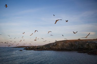 Denizde gün batımı, martılar dalgaların ve taş adanın dış hatlarının üzerinde uçar. Batan güneşin turuncu ışığı denizin üstündeki martıları ve Karadeniz 'in karanlık suyunu aydınlatır.