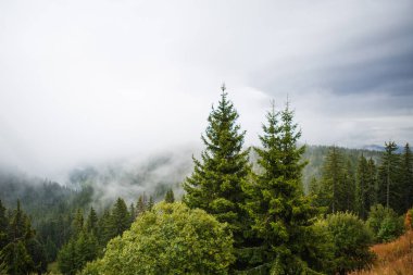 Bulgaristan 'daki yüksek köknar ağaçlarının tepeleriyle dağların manzarası. Rhodopes tepelerinin yamaçlarında vahşi ladin ormanı