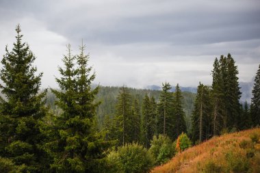 Bulgaristan 'daki yüksek köknar ağaçlarının tepeleriyle dağların manzarası. Rhodopes tepelerinin yamaçlarında vahşi ladin ormanı
