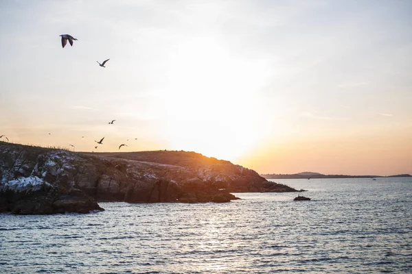 Sunset on the sea, seagulls fly over the waves and the outlines of the stone island. The orange light of the setting sun illuminates the gulls above the sea and the dark water of the Black sea