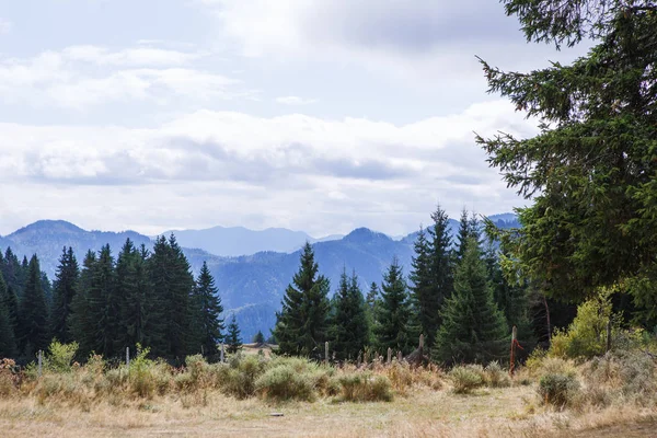 Vista Las Montañas Bulgaria Con Las Copas Los Abetos Altos —  Fotos de Stock