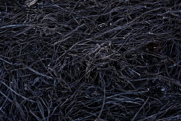 Black Background Burnt Grass Texture Charred Black Grass Gray Ash — Stock Photo, Image