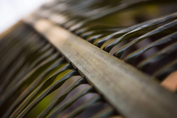Tropik Yeşil Palmiye Yaprağı Dokusu Palmiye Yaprağını Kapat — Stok fotoğraf
