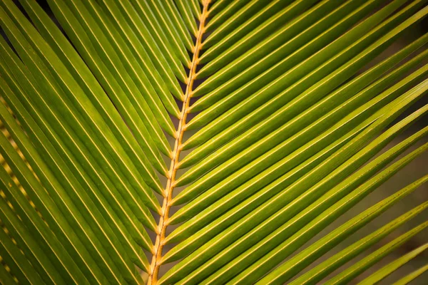Textur Eines Tropischen Grünen Palmblattes Palmblatt Aus Nächster Nähe — Stockfoto