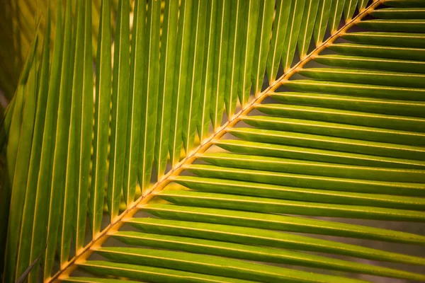 Texture of a tropical green palm leaf. Palm leaf close up