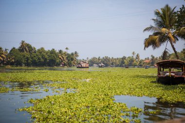 Kerala 'nın simgesi, Hindistan' da Allapuzha 'nın deniz yosunu kaplı nehir kanallarında bir tekne ve yüzen ev. Gölde kayık. Parlak güneş altında. Tropiklerin arasında.