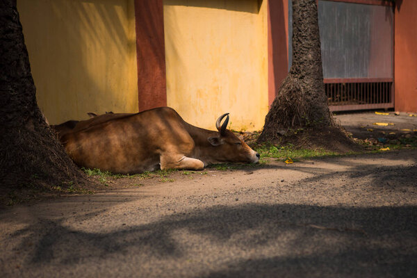 A cow is lying on the road in the dust near a stone fence. Sacred animal of India near the temple in the shade of a palm tree