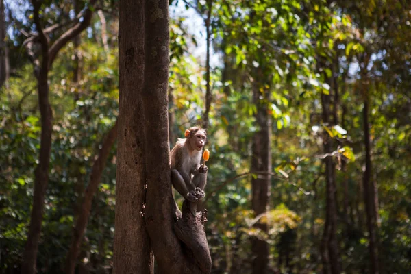 Scimmia Albero India Parco Nazionale Cascate Athirapilly Kerala Scimmia Mangia — Foto Stock