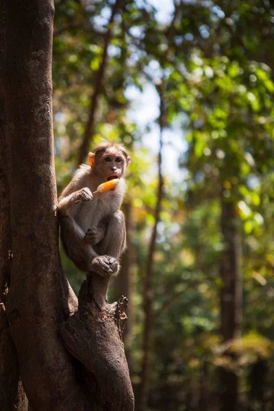 国立公園内のインドの木の上の猿は ケーララ州のアタリアプリリー滝を滝します モンキーはオレンジアイスを食べる — ストック写真