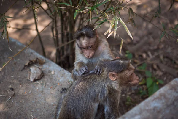 Monyet Pohon India Air Terjun Taman Nasional Athirapilly Kerala Monyet — Stok Foto