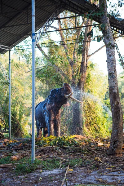 Elefánt India Trópusi Dzsungelében Kerala Egy Elefánt Zuhanyzik Egy Víztömlőből — Stock Fotó