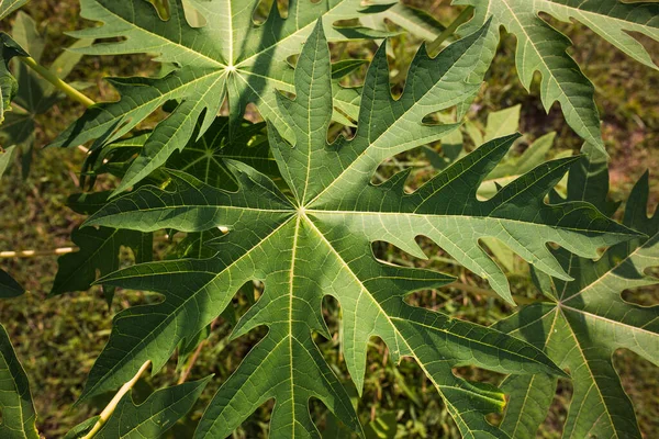 Papaya leaves close-up. Background of tropical young leaves of papaya