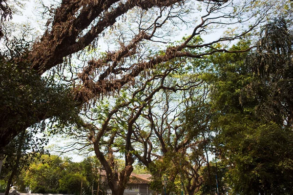 Rozprzestrzenianie Gałęzi Wysokich Wieloletnich Drzew Banyan Parku Kerala Banyan Tropikalny — Zdjęcie stockowe