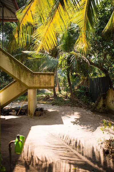Пальмовые Желто Зеленые Листья Солнце Тропический Экстерьер Возле Здания Индии — стоковое фото