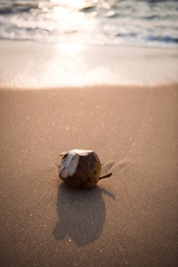 Batan güneşin ışığında kumlu bir sahilde şeffaf bir okyanusta yeşil hindistan cevizi içmek. İçinde su olan hindistan cevizi. Hint Okyanusu.