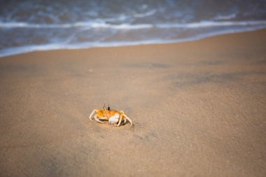 Beyaz dalganın yanındaki kumlu sahilde sarı yengeç. Doğal ortamda yengeç, Hindistan, Kerala