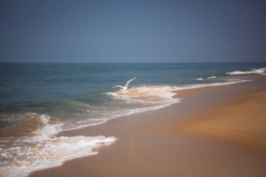 Hint okyanusunun kumlu sahilinde beyaz köpükle el salla. Kerala 'daki deniz kıyısı, kumsaldaki balıkçı tekneleri, bir martı..